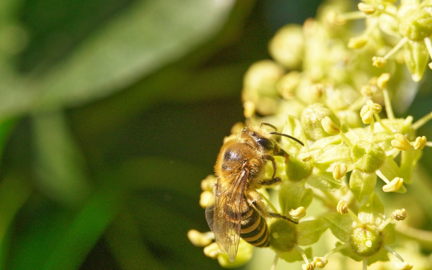 Ivy Bee, Colletes hederae
